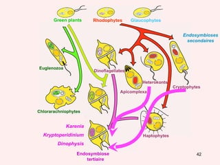 Glaucophytes Dinoflagellates Rhodophytes Green plants Dinoflagellates Karenia Euglenozoa Chlorarachniophytes Apicomplexa Heterokonts Cryptophytes Haptophytes Endosymbioses secondaires Dinoflagellates Euglenozoa Chlorarachniophytes Secondary plastid replacement (Lepidodinium) Endosymbiose  tertiaire Kryptoperidinium Dinophysis 
