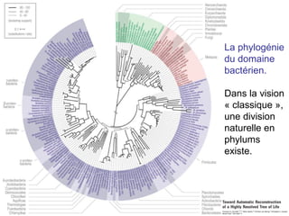 La phylogénie du domaine bactérien. Dans la vision « classique », une division naturelle en phylums existe. 