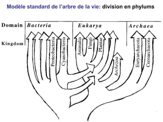 Modèle standard de l’arbre de la vie:  division en phylums 