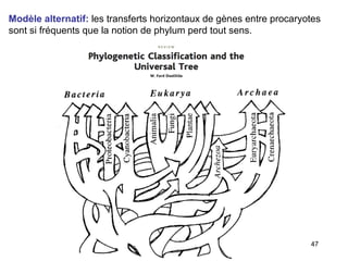 Modèle alternatif:  les transferts horizontaux de gènes entre procaryotes sont si fréquents que la notion de phylum perd tout sens. 