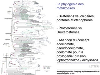 La phylogénie des métazoaires. Bilatériens vs. cnidaires, porifères et cténophores Protostomes vs. Deutérostomes Abandon du concept acoelomate, pseudocoelomate, coelomate pour la phylogénie: division lophotrochozoa / ecdysozoa 