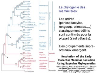 La phylogénie des mammifères. Les ordres (périssodactyles, rongeurs, primates,…) classiquement définis sont confirmés pour la plupart (sauf cétacés). Des groupements supra-ordinaux émergent. 