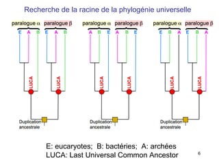 Recherche de la racine de la phylogénie universelle E: eucaryotes;  B: bactéries;  A: archées LUCA: Last Universal Common Ancestor 