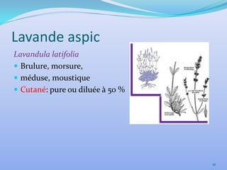 Lavande aspic
Lavandula latifolia
 Brulure, morsure,
 méduse, moustique
 Cutané: pure ou diluée à 50 %




                                  16
 
