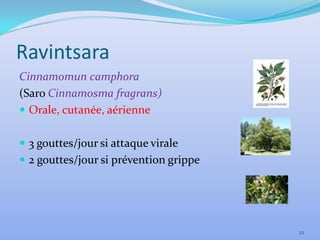 Ravintsara
Cinnamomun camphora
(Saro Cinnamosma fragrans)
 Orale, cutanée, aérienne


 3 gouttes/jour si attaque virale
 2 gouttes/jour si prévention grippe




                                        22
 
