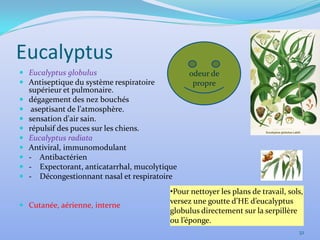 Eucalyptus
 Eucalyptus globulus                          odeur de
 Antiseptique du système respiratoire          propre
  supérieur et pulmonaire.
 dégagement des nez bouchés
 aseptisant de l'atmosphère.
 sensation d'air sain.
 répulsif des puces sur les chiens.
 Eucalyptus radiata
 Antiviral, immunomodulant
 - Antibactérien
 - Expectorant, anticatarrhal, mucolytique
 - Décongestionnant nasal et respiratoire
                                         •Pour nettoyer les plans de travail, sols,
                                         versez une goutte d’HE d’eucalyptus
 Cutanée, aérienne, interne
                                         globulus directement sur la serpillère
                                         ou l’éponge.
                                                                                 32
 