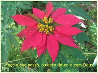 Faço o que posso, o resto deixo-o com Deus.