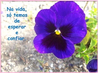 Na vida, só temos de esperar e confiar.