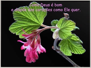 Como Deus é bom e dispõe dos corações como Ele quer.