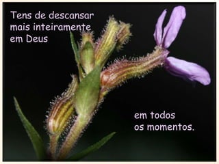 Tens de descansar mais inteiramente em Deus em todos os momentos.