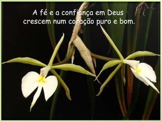 A fé e a confiança em Deus crescem num coração puro e bom.