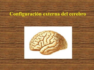 Configuración externa del cerebro
 
