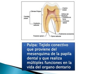 Pulpa: Tejido conectivo
que proviene del
mesenquima de la papila
dental y que realiza
múltiples funciones en la
vida del organo dentario
