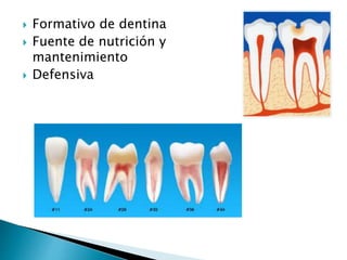  Formativo de dentina
Fuente de nutrición y
mantenimiento
Defensiva
