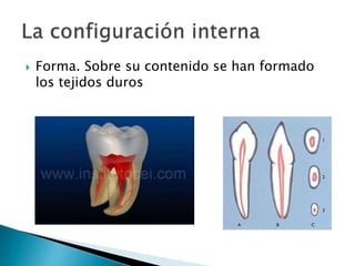  Forma. Sobre su contenido se han formado
los tejidos duros