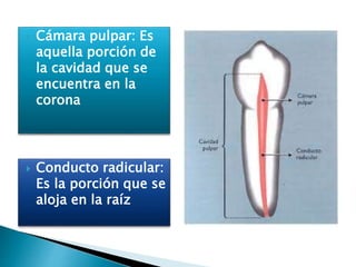  Conducto radicular:
Es la porción que se
aloja en la raíz
Cámara pulpar: Es
aquella porción de
la cavidad que se
encuentra en la
corona