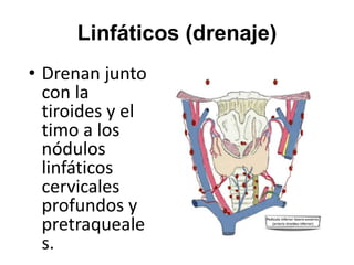 Anatomia de la tiroides configuracion interna. PPT