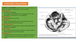 CORAZÓN IZQUIERDO
AURÍCULA IZQUIERDA: Recibe a las 4 venas pulmonares y se
abre en el ventrículo izquierdo por la válvula mitral.
Pared posterior
• La Pared es cuadrilátera..
• Sus 4 ángulos están marcados por la llegada de las 4 venas
pulmonares (2 ala derecha y 2 a la izquierda)
Pared Superior
• Forma el techo de la aurícula.
Pared inferior
• Reúne con una pendiente suave a la pared posterior con la
región del orifico auriculoventricular.
Pared interauricular
• Muy delgada a nivel de la fosa oval de la aurícula derecha y se
engruesa a su alrededor.
Pared anterior
• Es el orifico auriculoventricular izquierdo, cerrado durante la
sístole ventricular por la válvula mitral.
Pared anterior
• Orejuela izquierda (Vía de acceso mas directa que utilizan los
cirujanos para alcanzar a la aurícula izquierda y la válvula
mitral)
 