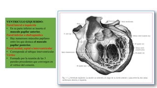 VENTRICULO IZQUIERDO:
Pared lateral o izquierda
• En su parte inferior se inserta el
musculo papilar anterior.
Pared inferior o diafragmática
• Hay numerosos músculos papilares
entre los que destaca el musculo
papilar posterior.
Pared medial, septal o interventricular
• Corresponde al tabique interventricular.
Vértice
• Formado por la reunión de las 3
paredes procedentes que convergen en
el vértice del corazón.
 