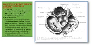 BASE VALVULA MITRALY ORIFICIO
AURICULOVENTRICULAR
IZQUIERDO :
A. Anillo Fibroso: Adelante y a la derecha
del anillo se encuentra los trígonos
fibrosos del corazón, derecho e
izquierdo solidos y gruesos.
B. Válvula mitral:
C. Comprende 2 valvas muy desiguales:
• Valva anterior (mayor) de la válvula
mitral: Es anterior y derecha. Se inserta
sobre el trígono fibroso izquierdo y sobre
el tabique interauricular mas atrás.
• Valva posterior (menor) de la válvula
mitral: Es posterior e izquierda. Se
inserta en el trígono fibrosos derecho y
en el filum coronario izquierdo.
 