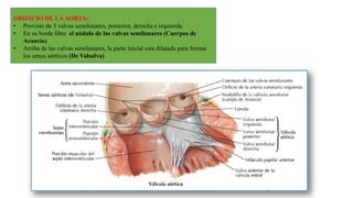 ORIFICIO DE LAAORTA:
• Provisto de 3 valvas semilunares, posterior, derecha e izquierda.
• En su borde libre el nódulo de las valvas semilunares (Cuerpos de
Arancio)
• Arriba de las valvas semilunares, la parte inicial esta dilatada para formar
los senos aórticos (De Valsalva)
 
