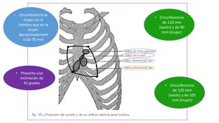 • Circunferencia es
mayor en el
hombre que en la
mujer:
Aproximadament
e 65-70 mm
• Presenta una
inclinación de
45 grados
• Circunferencia
de 110 mm
(varón) y de 90
mm (mujer)
• Circunferencia
de 120 mm
(varón) y de 105
mm (mujer)
 