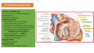 AURÍCULA DERECHA:
Pared anterolateral :Pared de acceso a la
aurícula derecha.
Comprende 3 segmentos
Segmento posterior
• Se extiende entre los 2 orificios de
terminación de las venas cavas.
• Marcado por la saliente de la cresta terminal.
• Seno de las venas cavas (posterior a la cresta
terminal) presenta una pared posterior
……TUBERCULO DE LOWER
• En la parte superior ….. NODO
SINOAURICULAR (Sistema de
conducción del corazón)
Segmento medio
• Músculos pectíneos
Segmento medial
• Corresponde a la orejuela derecha
CORAZÓN DERECHO
 