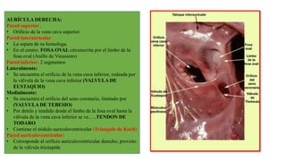 AURÍCULA DERECHA:
Pared superior .
• Orificio de la vena cava superior.
Pared interauricular
• La separa de su homologa.
• En el centro: FOSA OVAL circunscrita por el limbo de la
fosa oval (Anillo de Vieussens)
Pared inferior: 2 segmentos
Lateralmente:
• Se encuentra el orificio de la vena cava inferior, rodeada por
la válvula de la vena cava inferior (VALVULA DE
EUSTAQUIO)
Medialmente:
• Se encuentra el orificio del seno coronario, limitado por
(VALVULA DE TEBESIO)
• Por detrás y tendido desde el limbo de la fosa oval hasta la
válvula de la vena cava inferior se ve…..TENDON DE
TODARO
• Contiene el nódulo auriculoventricular (Triangulo de Koch)
Pared auriculoventricular:
• Corresponde al orificio auriculoventricular derecho, provisto
de la válvula tricúspide
 