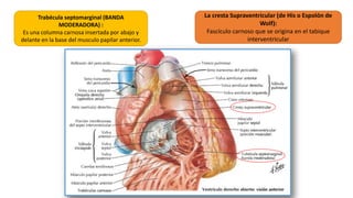 Trabécula septomarginal (BANDA
MODERADORA) :
Es una columna carnosa insertada por abajo y
delante en la base del musculo papilar anterior.
La cresta Supraventricular (de His o Espolón de
Wolf):
Fascículo carnoso que se origina en el tabique
interventricular
 