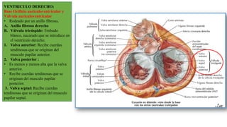 VENTRICULO DERECHO:
Base Orificio auriculoventricular y
Válvula auriculoventricular
• Rodeado por un anillo fibroso.
A. Anillo fibroso derecho
B. Válvula tricúspide: Embudo
blanco, nacarado que se introduce en
el ventrículo derecho.
1. Valva anterior: Recibe cuerdas
tendinosas que se originan del
musculo papilar anterior.
2. Valva posterior :
• Es menos y menos alta que la valva
anterior.
• Recibe cuerdas tendinosas que se
originan del musculo papilar
posterior.
3. Valva septal: Recibe cuerdas
tendinosas que se originan del musculo
papilar septal.
 