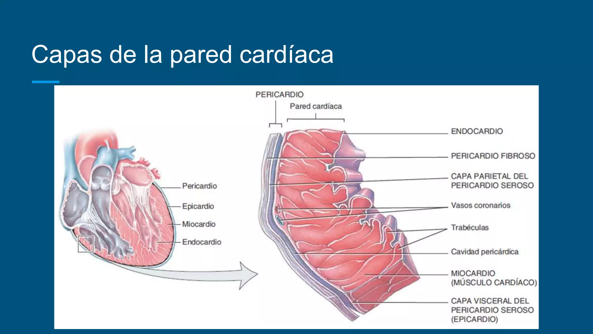 Configuración interna del corazón | PPT