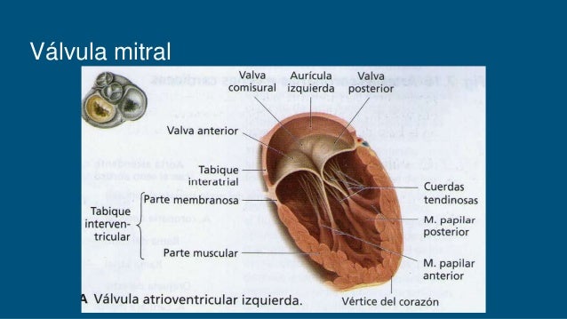 Configuración interna del corazón