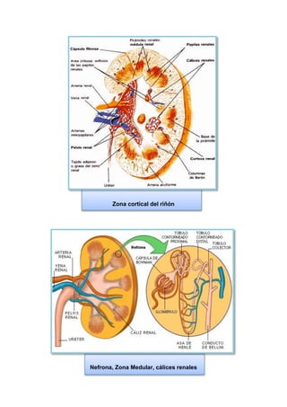 Zona cortical del riñón
Nefrona, Zona Medular, cálices renales
 
