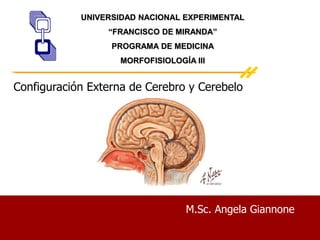 M.Sc. Angela Giannone
Configuración Externa de Cerebro y Cerebelo
UNIVERSIDAD NACIONAL EXPERIMENTAL
“FRANCISCO DE MIRANDA”
PROGRAMA DE MEDICINA
MORFOFISIOLOGÍA III
 