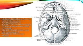 • HENDIDURA ESFENOIDAL: III, IV, VI, V13,
Vena oftálmica superior
• AGUJERO REDONDO: V2
• AGUJERO OVAL: V3, Arteria meníngea
accesoria, N. petroso menor, venas
inconstantes
• AGUJERO ESPINOSO: Arteria y Vena
Meníngeas medias, v31
• AGUJERO DE VESALIO: venas
emisarias
 