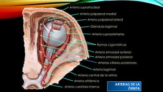 Arteria central de la retina
Ramas cigomáticas
Arterias ciliares posteriores
Arteria lagrimal
Arteria oftálmica
Arteria carótida interna
Arteria etmoidal posterior
Arteria etmoidal anterior
Arteria supraorbitarias
Arteria palpebral lateral
Arteria palpebral medial
Arteria supratroclear
Glándula lagrimal
ARTERIAS DE LA
ÓRBITA
 