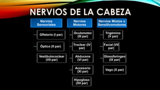 Nervios
Sensoriales
Olfatorio (I par)
Óptico (II par)
Vestibulococlear
(VII par)
Nervios
Motores
Oculomotor
(III par)
Troclear (IV
par)
Abducens
(VI par)
Accesorio
(XI par)
Hipogloso
(XII par)
Nervios Mixtos o
Sensitivomotores
Trigémino
(V par)
Facial (VII
par)
Glosofaríngeo
(IX par)
Vago (X par)
 