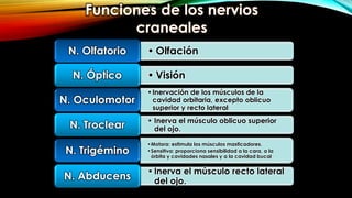 • OlfaciónN. Olfatorio
• VisiónN. Óptico
•Inervación de los músculos de la
cavidad orbitaria, excepto oblicuo
superior y recto lateral
N. Oculomotor
• Inerva el músculo oblicuo superior
del ojo.N. Troclear
•Motora: estimula los músculos masticadores.
•Sensitiva: proporciona sensibilidad a la cara, a la
órbita y cavidades nasales y a la cavidad bucal
N. Trigémino
•Inerva el músculo recto lateral
del ojo.N. Abducens
 