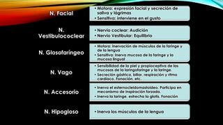 •Motora: expresión facial y secreción de
saliva y lágrimas
•Sensitiva: interviene en el gusto
N. Facial
•Nervio coclear: Audición
•Nervio Vestibular: Equilibrio
N.
Vestibulococlear
• Motora: Inervación de músculos de la faringe y
de la lengua
• Sensitiva: Inerva mucosa de la faringe y la
mucosa lingual
N. Glosofaríngeo
• Sensibilidad de la piel y propioceptiva de las
mucosas de la laringofaringe y la laringe.
• Secreción gástrica, biliar, respiración y ritmo
cardíaco. Fonación, etc.
N. Vago
• Inerva el esternocleidomastoideo. Participa en
mecanismo de inspiración forzada.
• Inerva la laringe, estrecha la glotis. Fonación
N. Accesorio
•Inerva los músculos de la lenguaN. Hipogloso
 