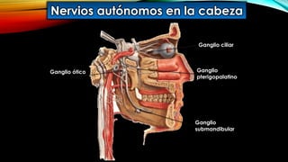 Nervios autónomos en la cabeza
Ganglio
submandibular
Ganglio
pterigopalatino
Ganglio ótico
Ganglio ciliar
 