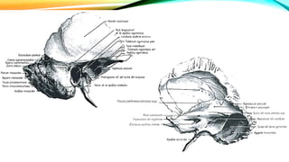 Fisura petroescamosa sup
 