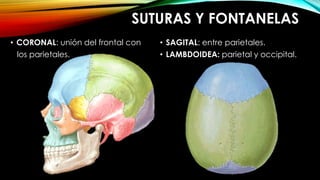 SUTURAS Y FONTANELAS
• CORONAL: unión del frontal con
los parietales.
• SAGITAL: entre parietales.
• LAMBDOIDEA: parietal y occipital.
 