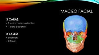 MACIZO FACIAL
3 CARAS:
• 2 caras antero-laterales:
• 1 cara posterior:
2 BASES:
• Superior:
• Inferior:
 