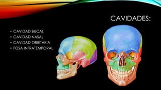 CAVIDADES:
• CAVIDAD BUCAL
• CAVIDAD NASAL
• CAVIDAD ORBITARIA
• FOSA INFRATEMPORAL
 