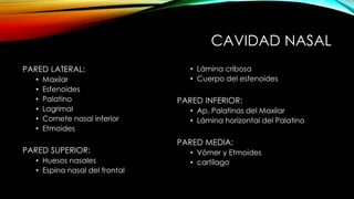 CAVIDAD NASAL
PARED LATERAL:
• Maxilar
• Esfenoides
• Palatino
• Lagrimal
• Cornete nasal inferior
• Etmoides
PARED SUPERIOR:
• Huesos nasales
• Espina nasal del frontal
• Lámina cribosa
• Cuerpo del esfenoides
PARED INFERIOR:
• Ap. Palatinas del Maxilar
• Lámina horizontal del Palatino
PARED MEDIA:
• Vómer y Etmoides
• cartílago
 