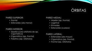 ÓRBITAS
PARED SUPERIOR:
• Frontal
• Esfenoides (ala menor)
PARED INFERIOR:
• Maxilar (cara orbitaria de ap.
Cigomática)
• Cigomático (ap. Frontal)
• Palatino (ap. Orbitaria)
PARED MEDIAL:
• Maxilar (ap. Frontal)
• Lagrimal
• Etmoides
• Esfenoides (cuerpo)
PARED LATERAL:
• Esfenoides (ala mayor)
• Cigomático (ap. Frontal)
• Frontal (ap. Orbitaria)
 