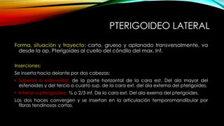 Forma, situación y trayecto: corto, grueso y aplanado transversalmente, va
desde la ap. Pterigoides al cuello del cóndilo del max. Inf.
Inserciones:
Se inserta hacia delante por dos cabezas:
• Superior o esfenoidal: de la parte horizontal de la cara est. Del ala mayor del
esfenoides y del tercio o cuarto sup. de la cara ext. del ala externa del pterigoides.
• Inferior o pterigoideo: ¾ o 2/3 inf. De la cara ext. Del ala exerna del pterigoides.
Los dos haces convergen y se insertan en la articulación temporomandibular por
fibras tendinosas cortas.
PTERIGOIDEO LATERAL
 