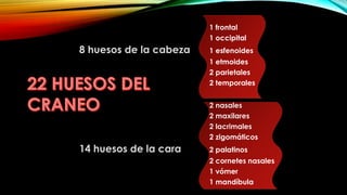 1 frontal
1 occipital
8 huesos de la cabeza 1 esfenoides
1 etmoides
2 parietales
2 temporales
22 huesos del cráneo
2 nasales
2 maxilares
2 lacrimales
2 zigomáticos
14 huesos de la cara 2 palatinos
2 cornetes nasales
1 vómer
1 mandíbula
 