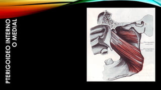 PTERIGOIDEOINTERNO
OMEDIAL
 