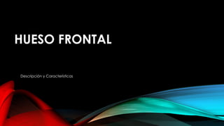 HUESO FRONTAL
Descripción y Características
 